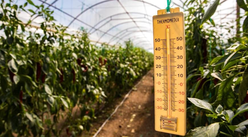 Тепловой режим - ?? Herbana.World - Лекарственные и съедобные растения ...