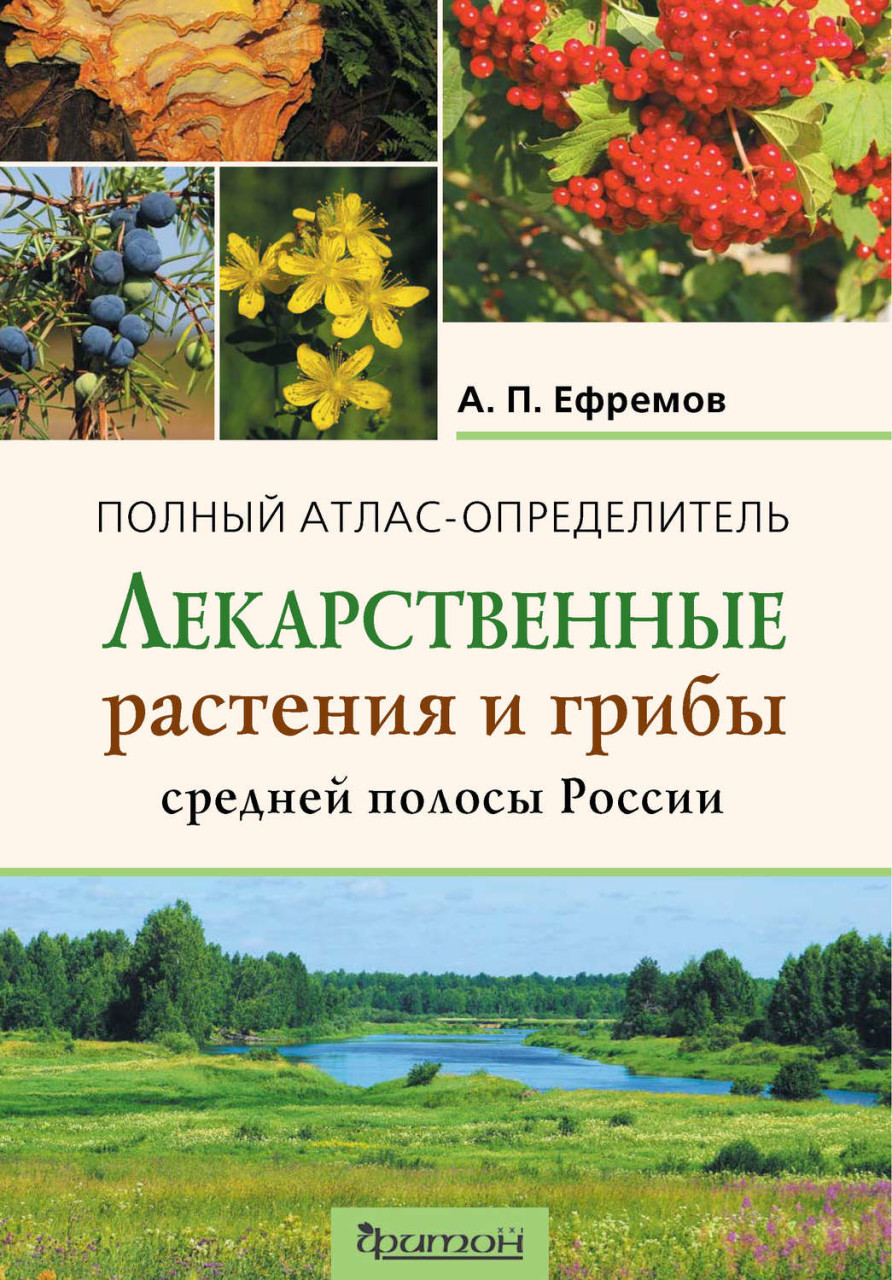 Съедобные травы и растения средней полосы россии с фото