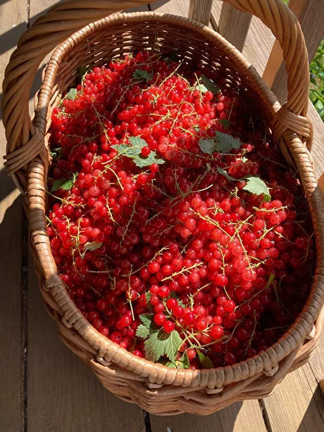 Профилактика и лечение живыми уксусами