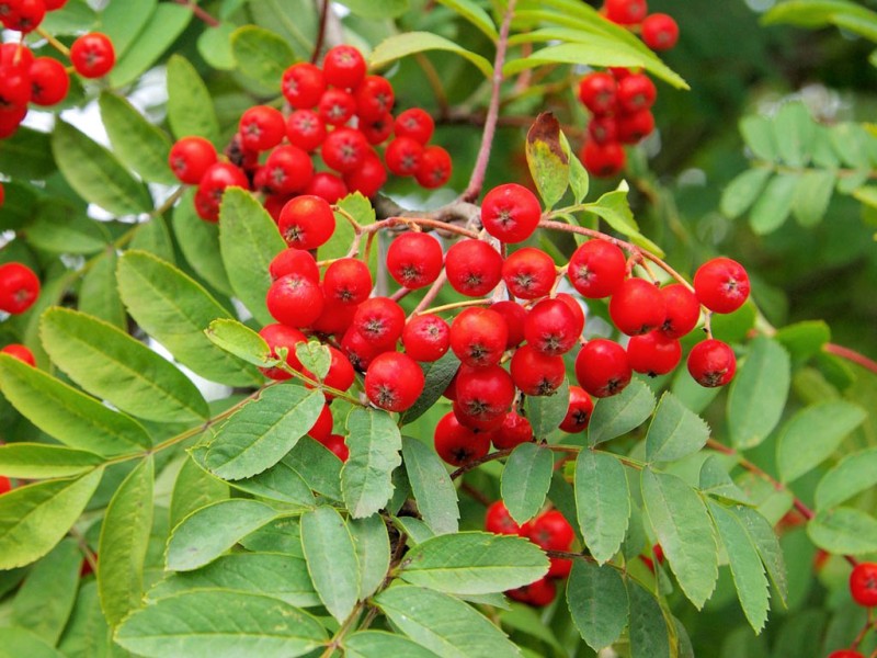 Рябина обыкновенная (Sorbus aucuparia L.) - лекарственное, съедобное .