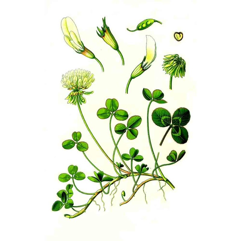  ползучий (Trifolium repens) - лекарственное, чайное растение .