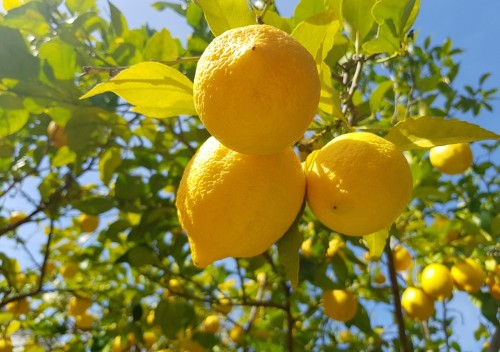 Лимон обыкновенный фото