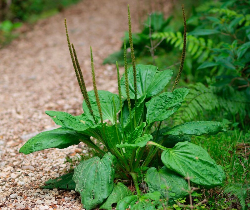 Растение солидаго описание фото