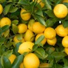 Лимон обыкновенный фото