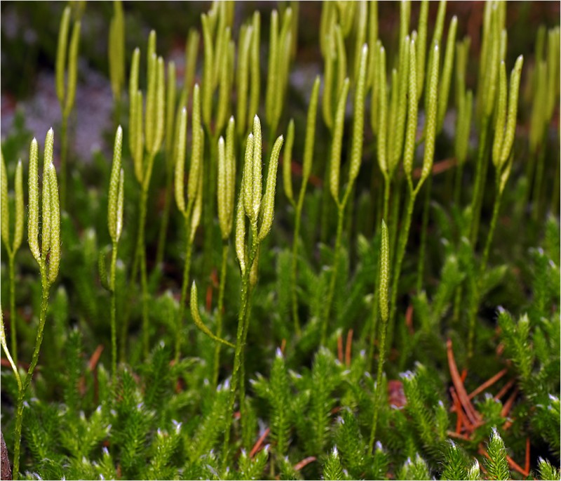 Почему мох называют споровым растением. Плаун булавовидный. Ликоподий (плаун булавовидный). Плаун булавовидный Lycopodium clavatum l.. Плаун булавовидный пыльца.