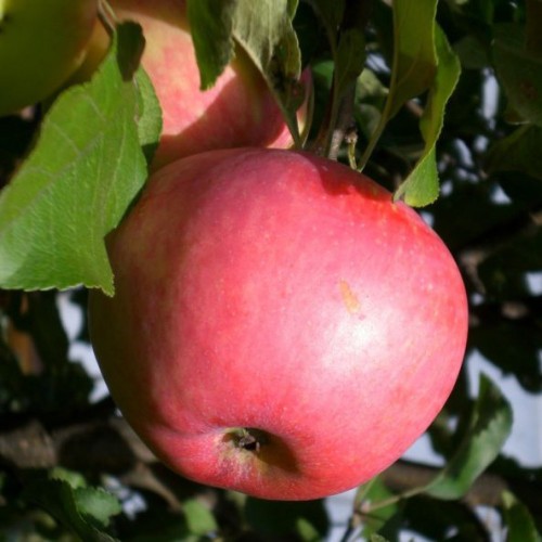 Яблоня домашняя фото