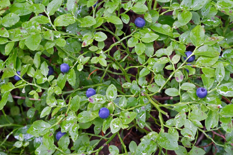 Черника обыкновенная (Vaccinium myrtillus L.) - лекарственное, чайное .