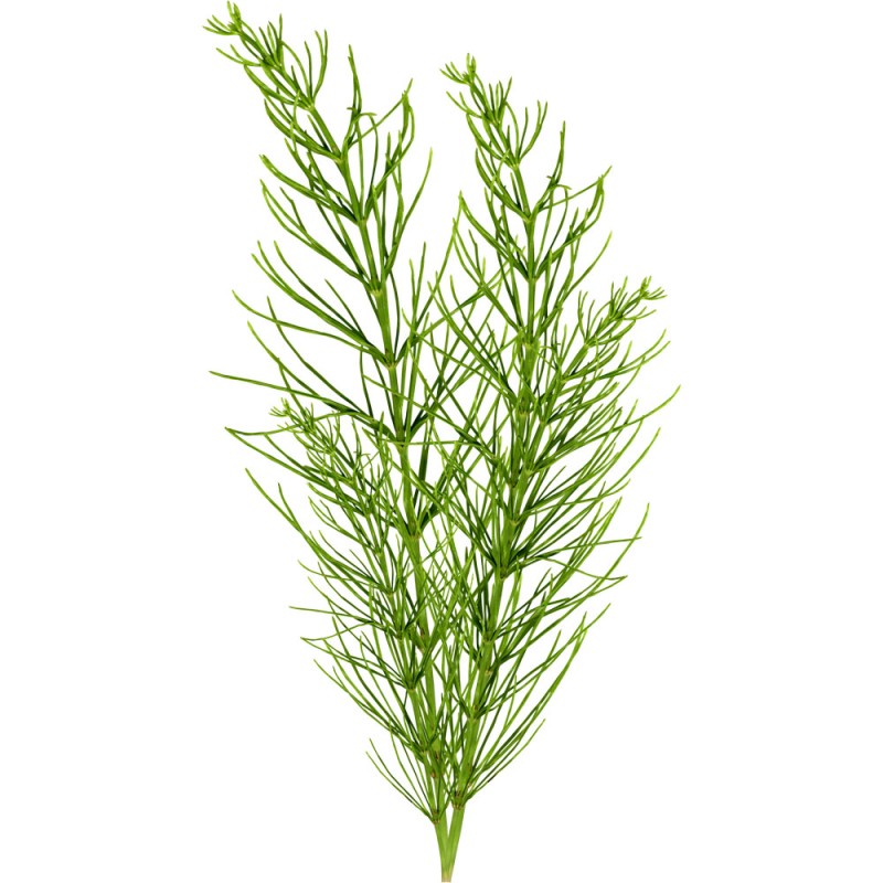  полевой (Equisetum arvense L.) - лекарственное растение. Описание .